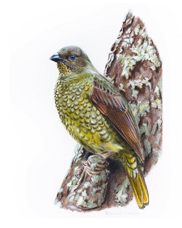 australiaFemale-Satin-Bowerbird.jpg
