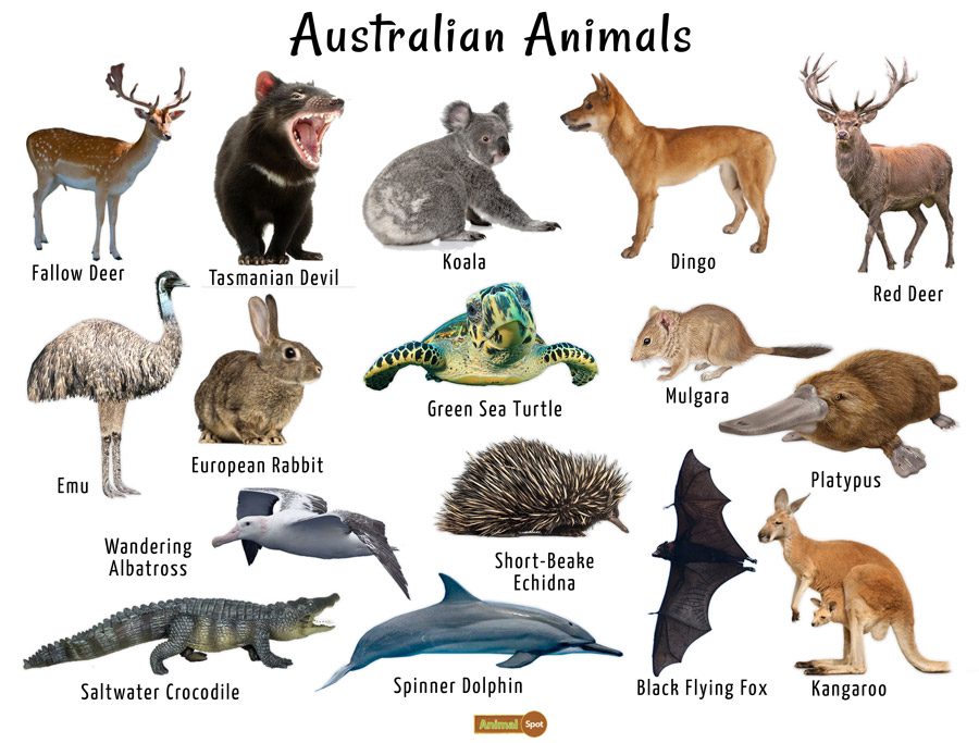 Australian-Animals-Images.jpg