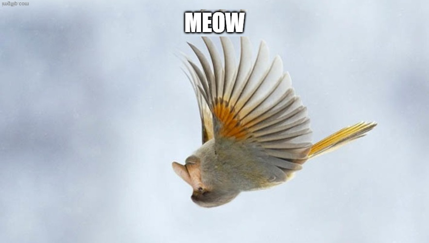 australianCat.png