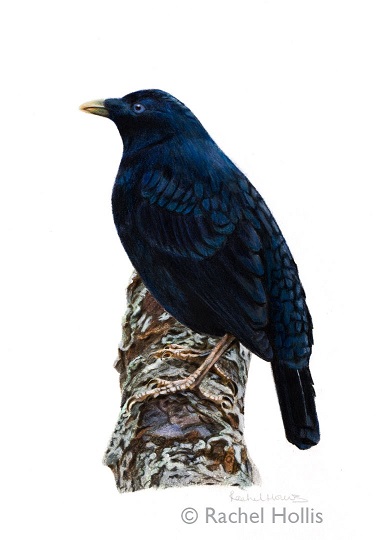 australiasatin-bowerbird-male-portrait.jpg
