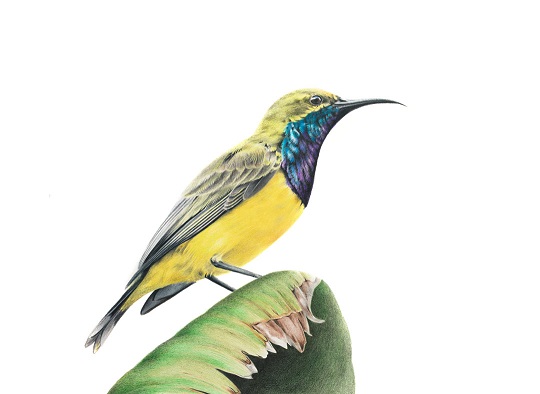 australiaSunbird_Olive-backed_1080px.jpg