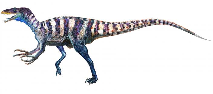 Australovenator.jpg