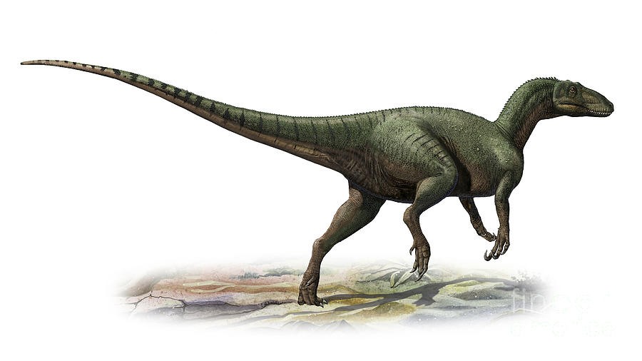 australovenator-wintonensis-sergey-krasovskiy_e802.jpg