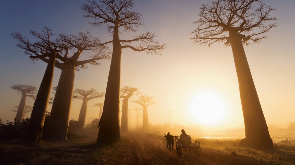 avenue-baobab1-940x528.jpg