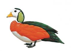 Aves-Africa-African Pygmy Goose.jpg
