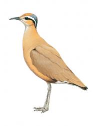 Aves-Africa-Burchell's Courser.jpg