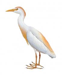 Aves-Africa-Cattle Egret.jpg