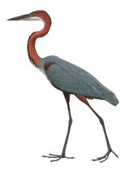 Aves-Africa-Goliath Heron.jpg