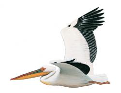Aves-Africa-Great White Pelican.jpg