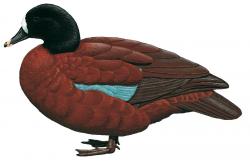 Aves-Africa-Hartlaub's Duck.jpg