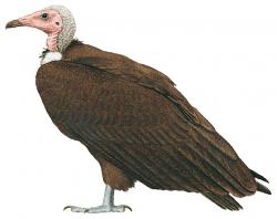 Aves-Africa-Hooded Vulture.jpg