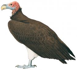Aves-Africa-Lappet Faced Vulture.jpg