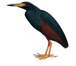 Aves-Africa-Rufous Bellied Heron.jpg