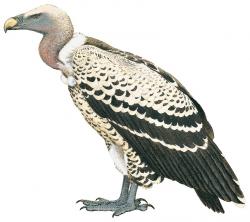 Aves-Africa-Ruppell's Vulture.jpg