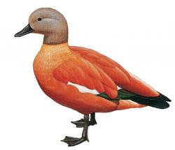 Aves-Africa-South African Shelduck.jpg