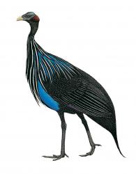 Aves-Africa-Vulturine Guineafowl.jpg