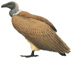 Aves-Africa-White Backed Vulture.jpg
