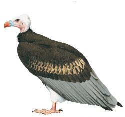 Aves-Africa-White Headed Vulture.jpg