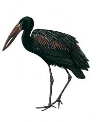 Aves-African Openbill Stork.jpg