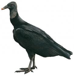 Aves-American Black Vulture.jpg