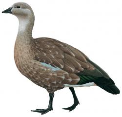 Aves-Blue Winged Goose.jpg