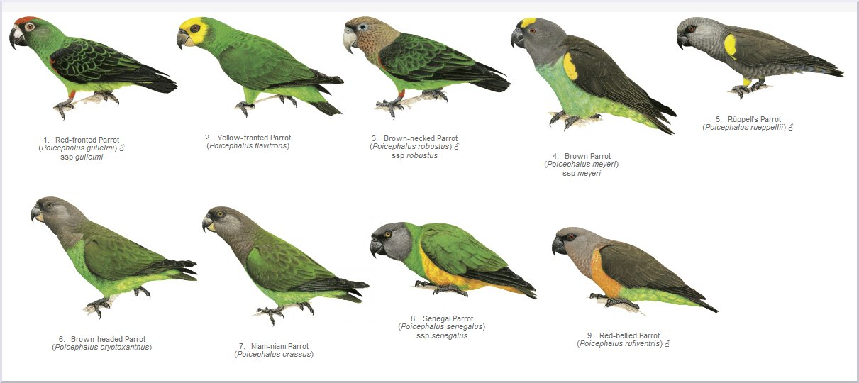 Aves-Parrot-Variation.png