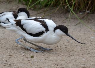 Avocet.jpg
