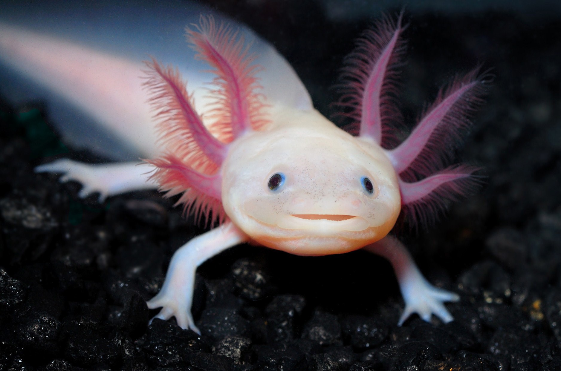 axolotl-1.jpg