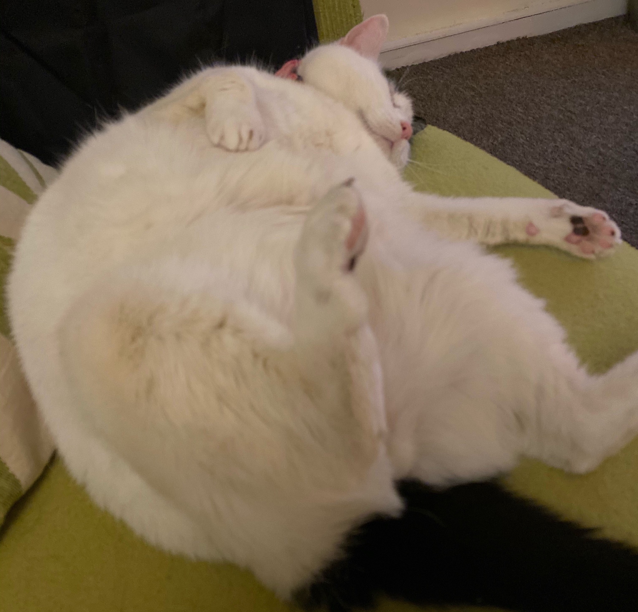 B1DF6B89-17BD-438D-AF60-F3B5A30222BD.jpeg