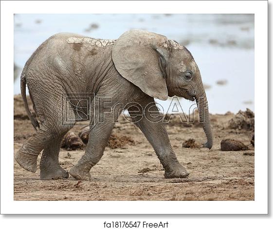 baby-african-elephant.jpg