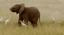baby-elephant-trunk.gif
