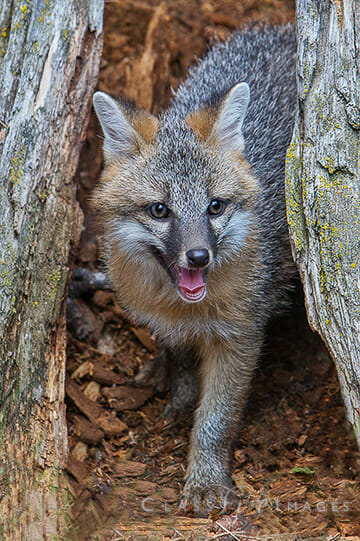 Baby-Grey-Fox550.jpg