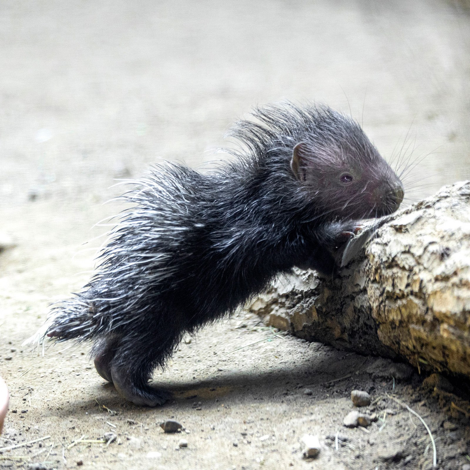 baby porcupine.jpg