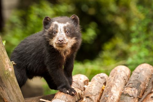 Baby-Spectacled-Bear.jpg