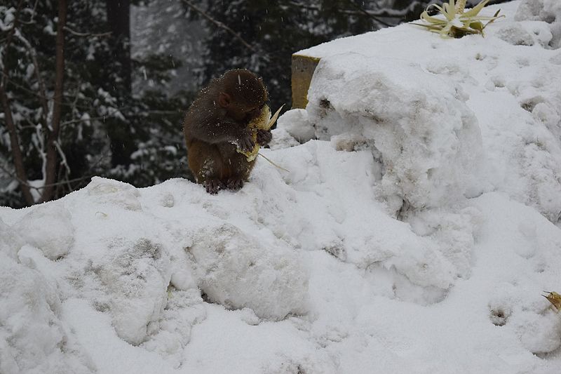 Baby_monkey_eating_corn.jpg