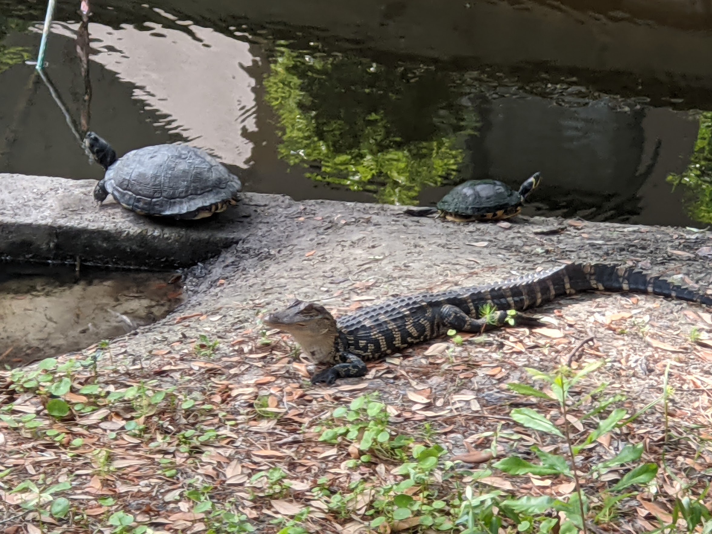 babygator.jpeg