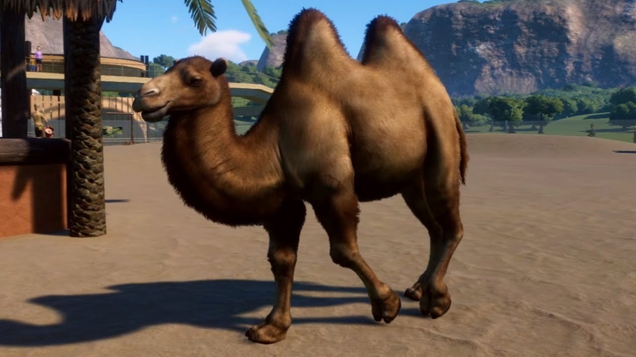 The Bactrian Camel needs a rework | Frontier Forums