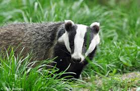 Badger.jpg