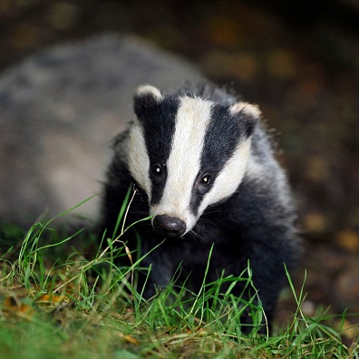 badger.jpg