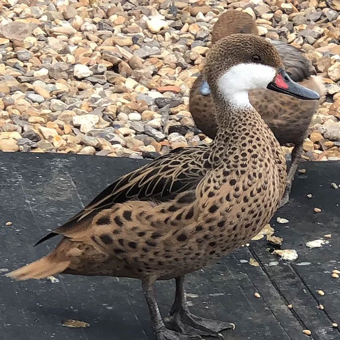 Bahama-Pintail-Duck.jpg