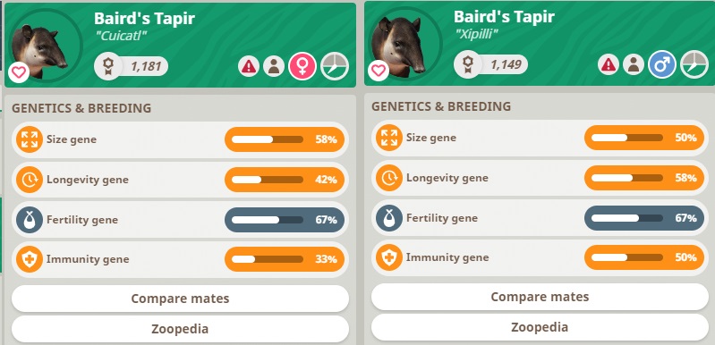 Baird Tapirs.jpg