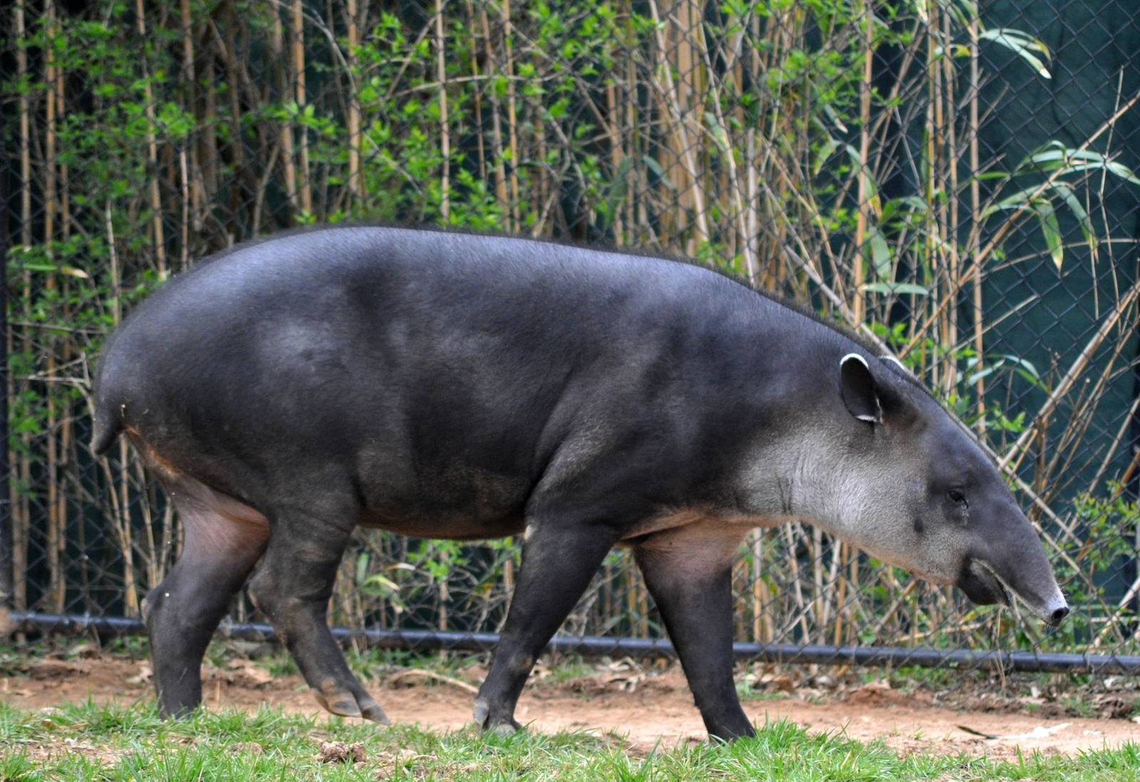 Baird_s_Tapir.jpg