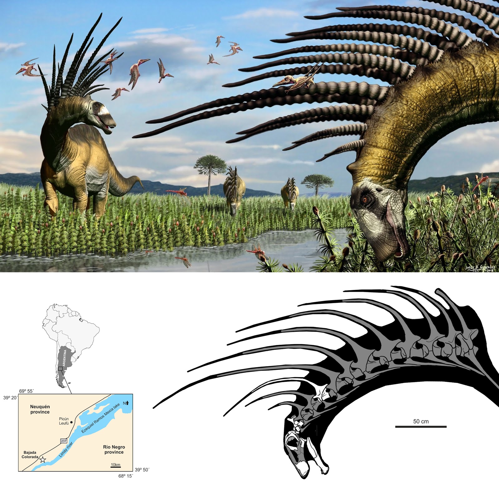 Bajadasaurus_pronuspinax-novataxa_2019-Gallina_Apesteguía_Canale_et_Haluza--paleoArt-Jorge_A._...jpg