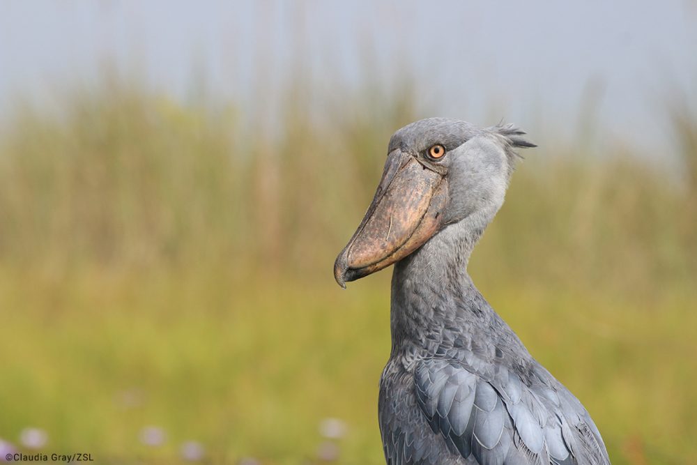 Balaeniceps-rex_Claudia-Gray_ZSL_3-1000x667.jpg