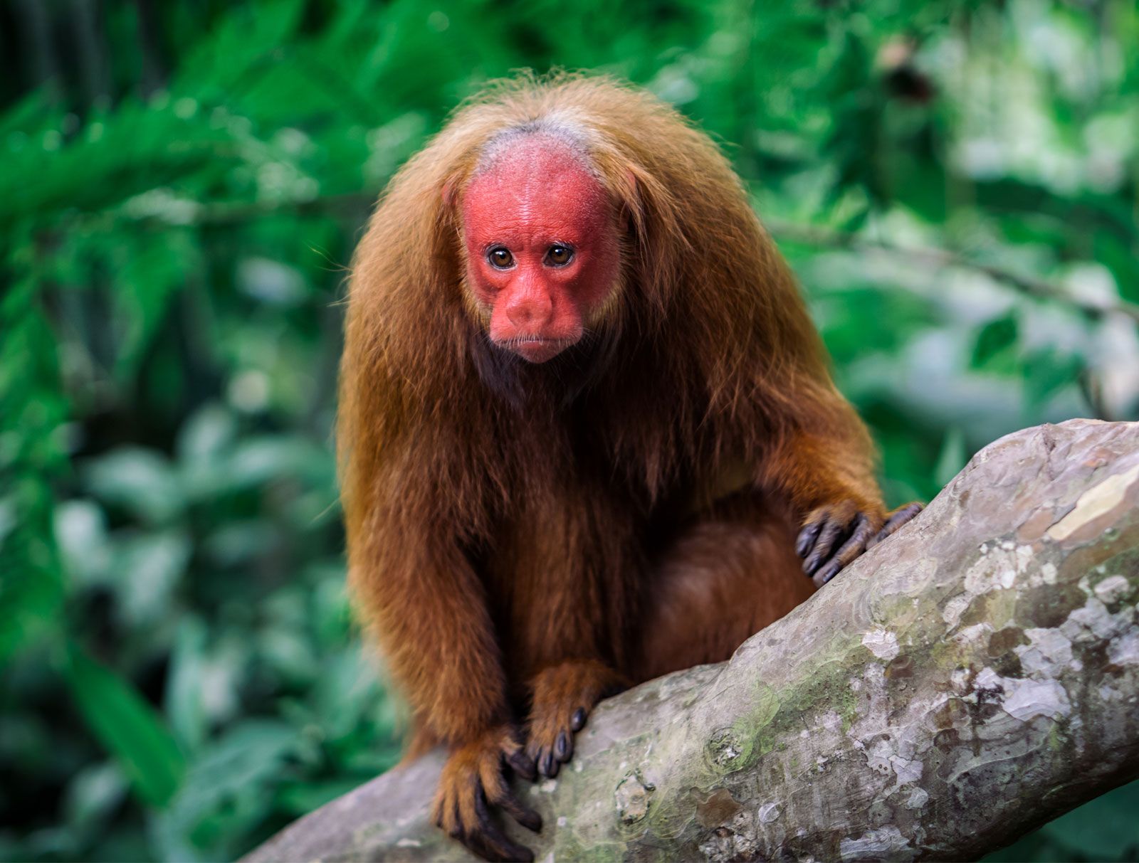 Bald-Uakari-South-American-monkey.jpg