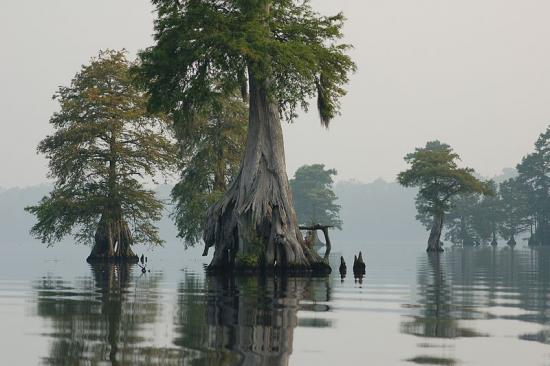 bald_cypress_dismal_swamp.jpg
