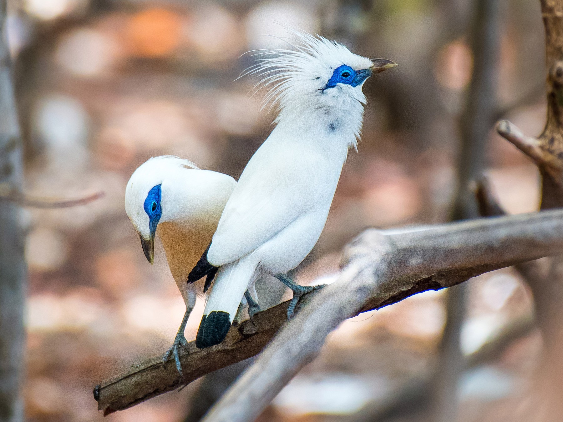 Bali myna.jpg