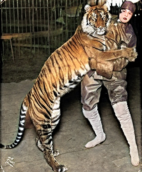 Bali_Tiger_Ringling_Bros_1914.png