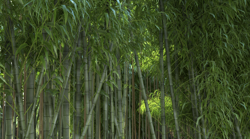 bamboo22.jpg