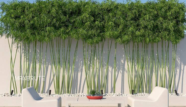 bamboo3333.jpg